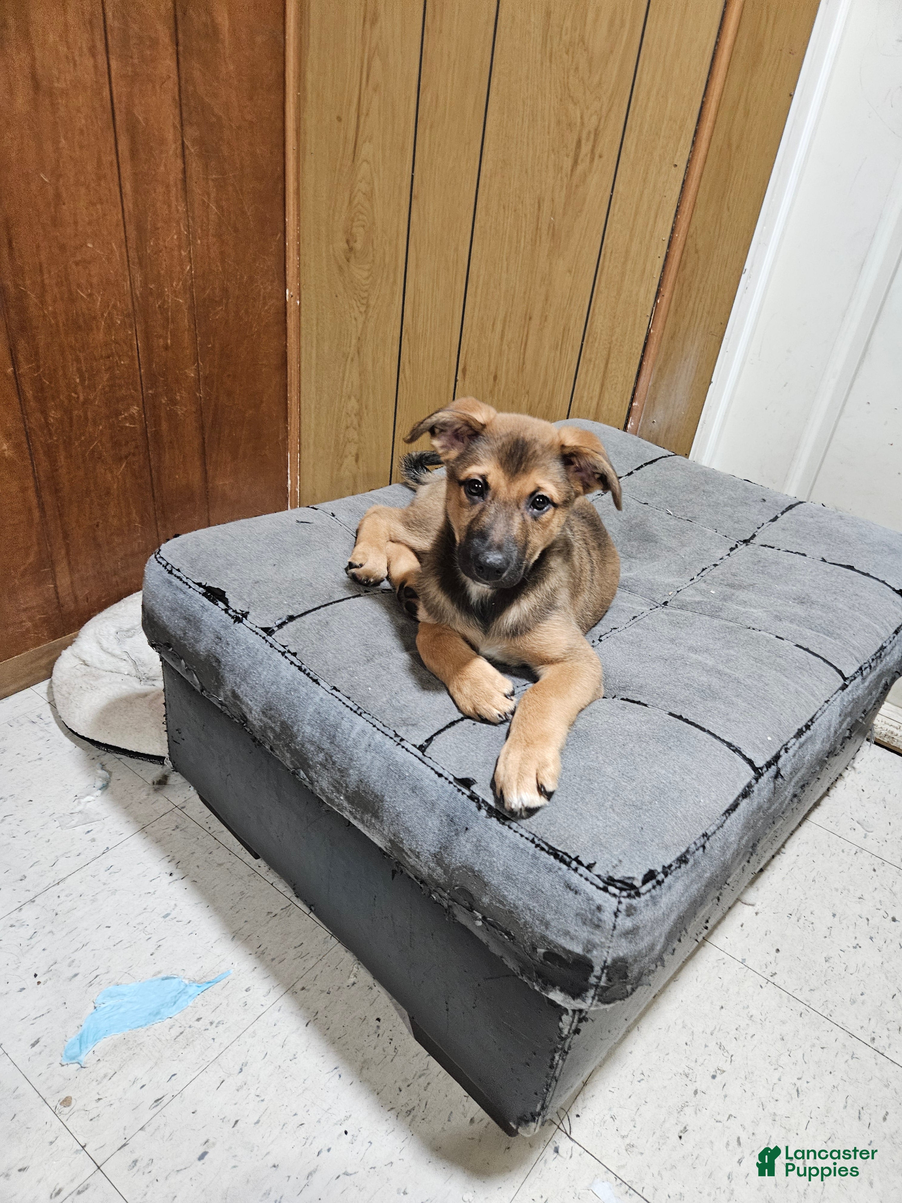 Mixed Breed dogs Mixed Breed Puppy 2 - Ad 5