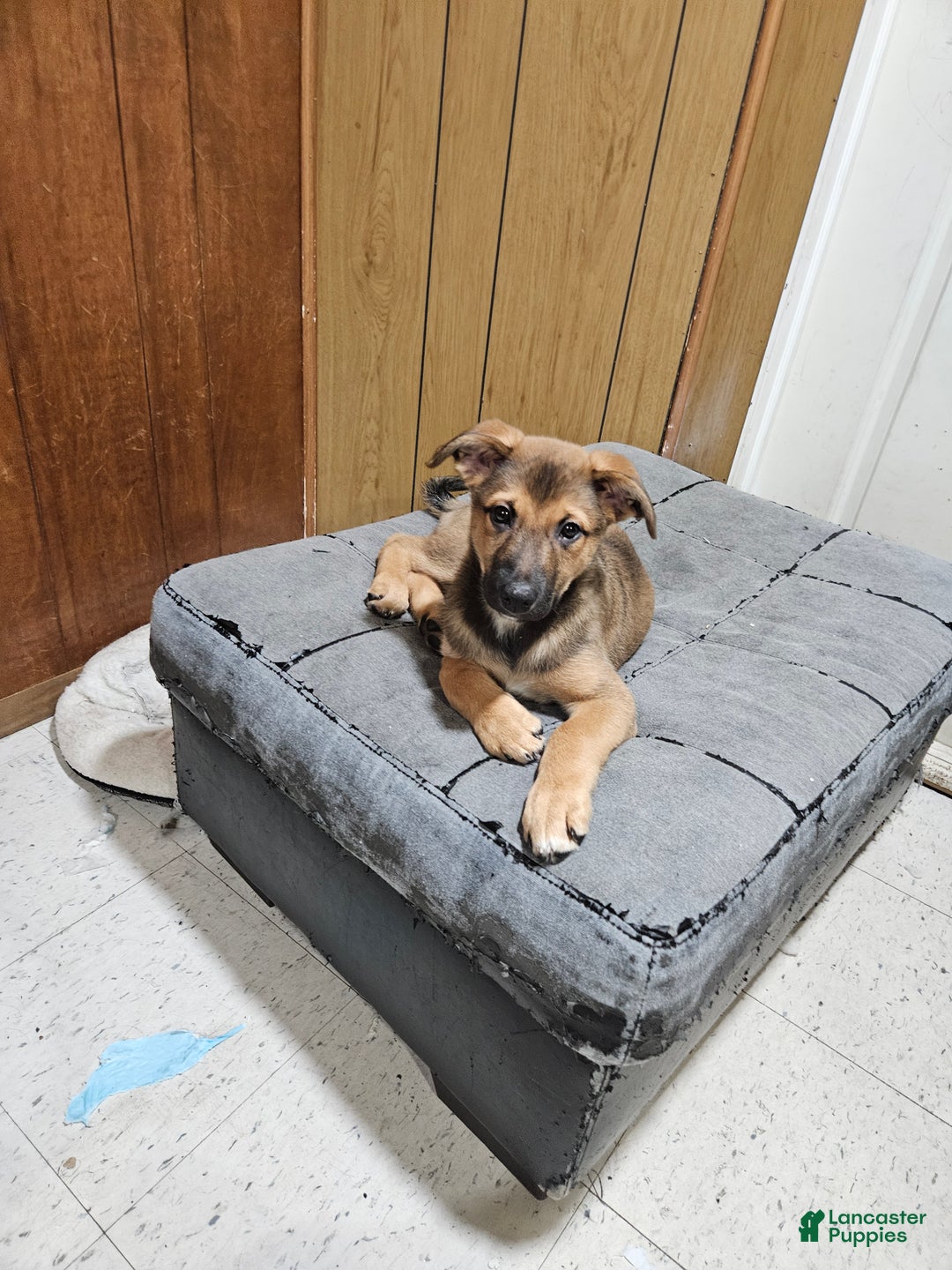 Mixed Breed dogs for sale: Mixed Breed Puppy 2 - Ad 1