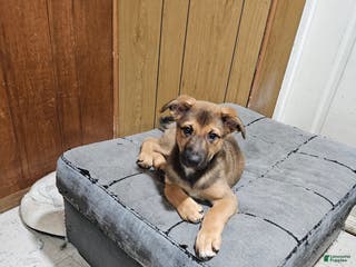 Mixed Breed dogs Mixed Breed Puppy 2 - Ad 22