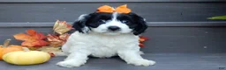Cockapoo dogs for sale: Molly - Ad 7
