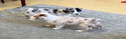 Australian Shepherd dogs for sale: Turbo  - Ad 4