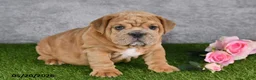 English Bulldog dogs for sale: Jerome - Ad 3