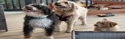 Double Doodle dogs for sale: Chelsea-Mountain Goldendoodle  - Ad 16