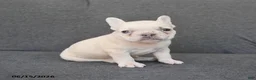 French Bulldog dogs for sale: Noah - Ad 5
