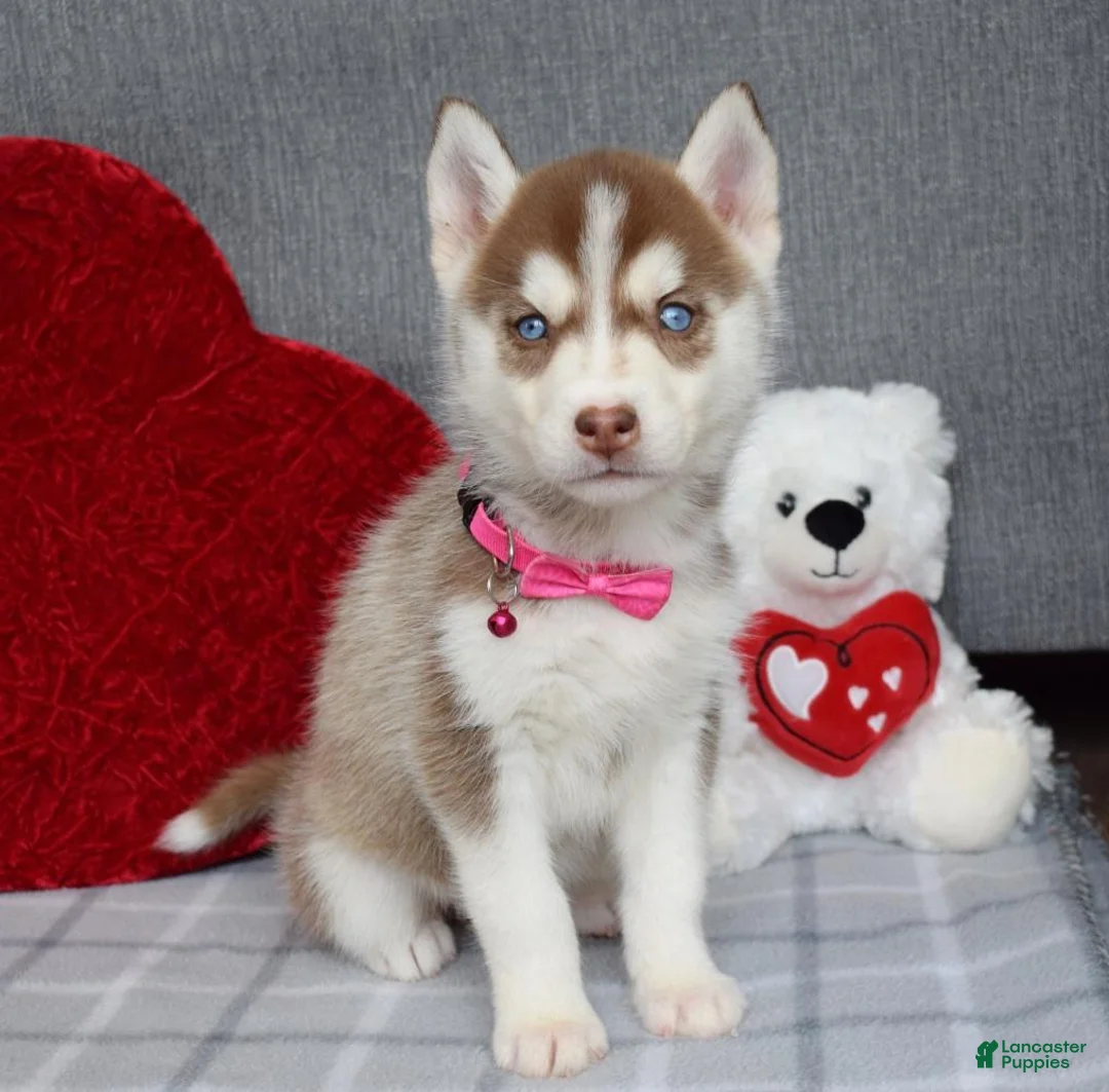 Siberian Husky dogs for sale: Cassie - Ad 6