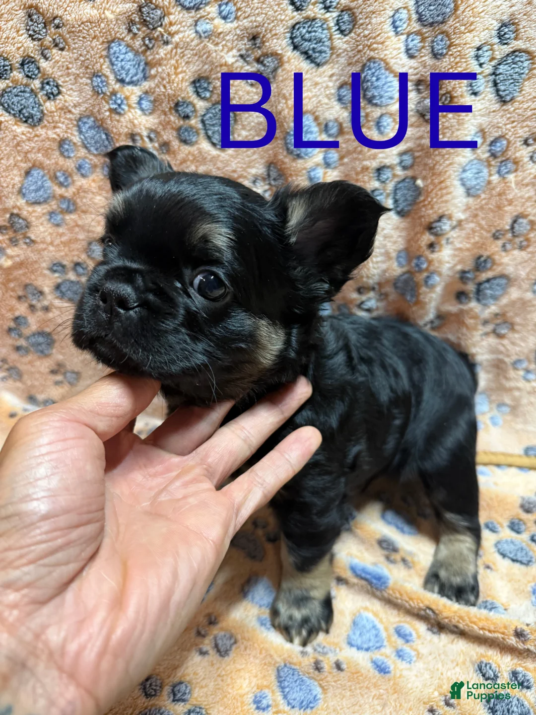French Bulldog dogs for sale: French Bulldog Puppy 3 - Ad 2