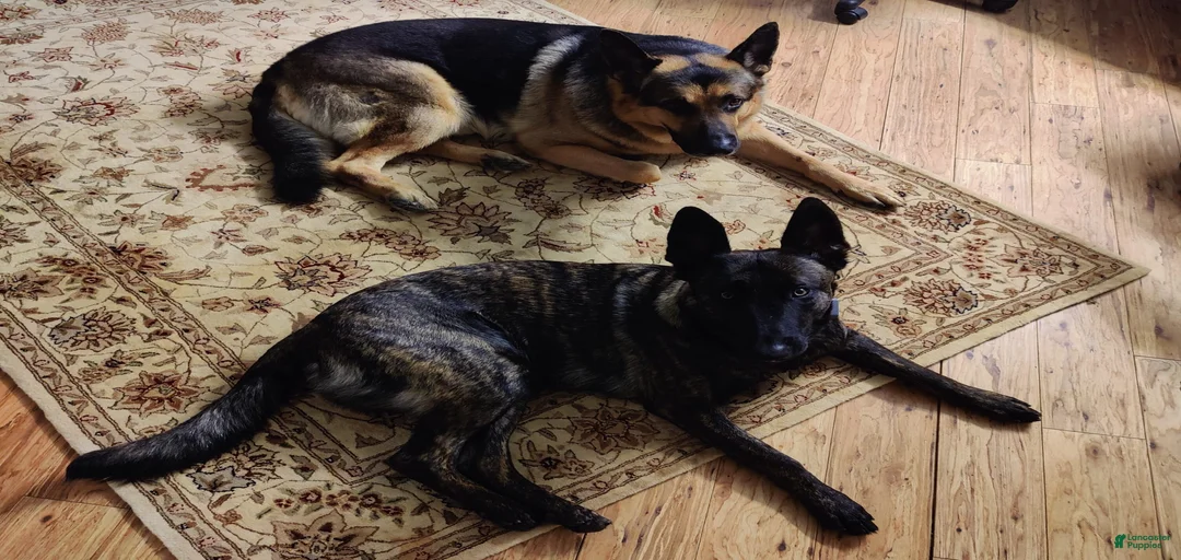 Gallery Image {{count}}