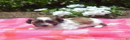 Teddy Bear dogs for sale: Goose  - Ad 4