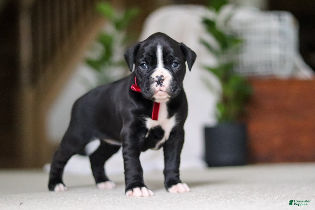 Boxer dogs for sale: Sammy - Ad 5