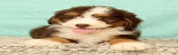 Mini Aussiedoodle dogs for sale: Levi - Ad 6