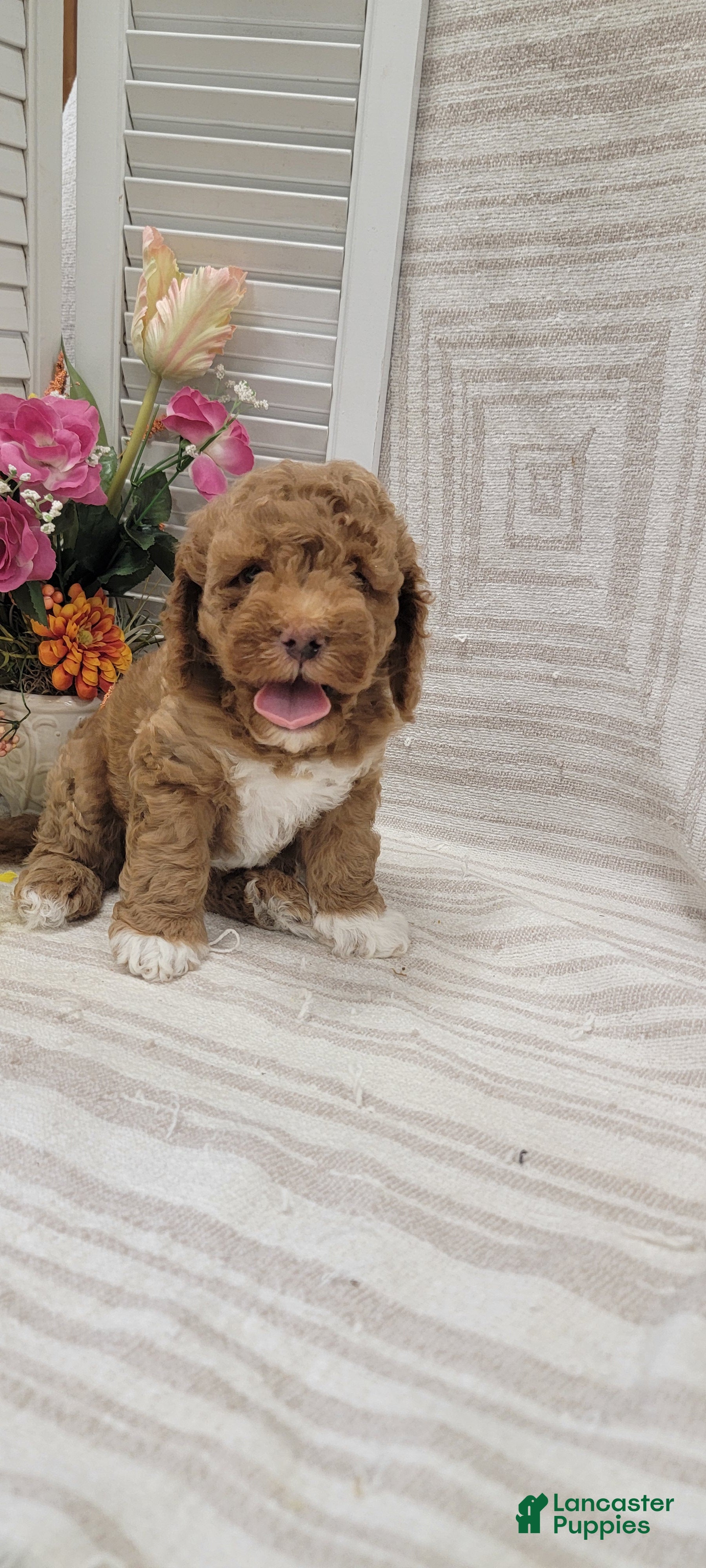 Cockapoo dogs Sonny - Ad 1
