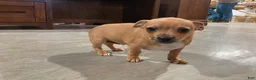 Chihuahua dogs for sale: Cocoa - Ad 1