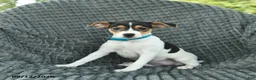 Smooth Fox Terrier dogs for sale: Daisy  - Ad 3