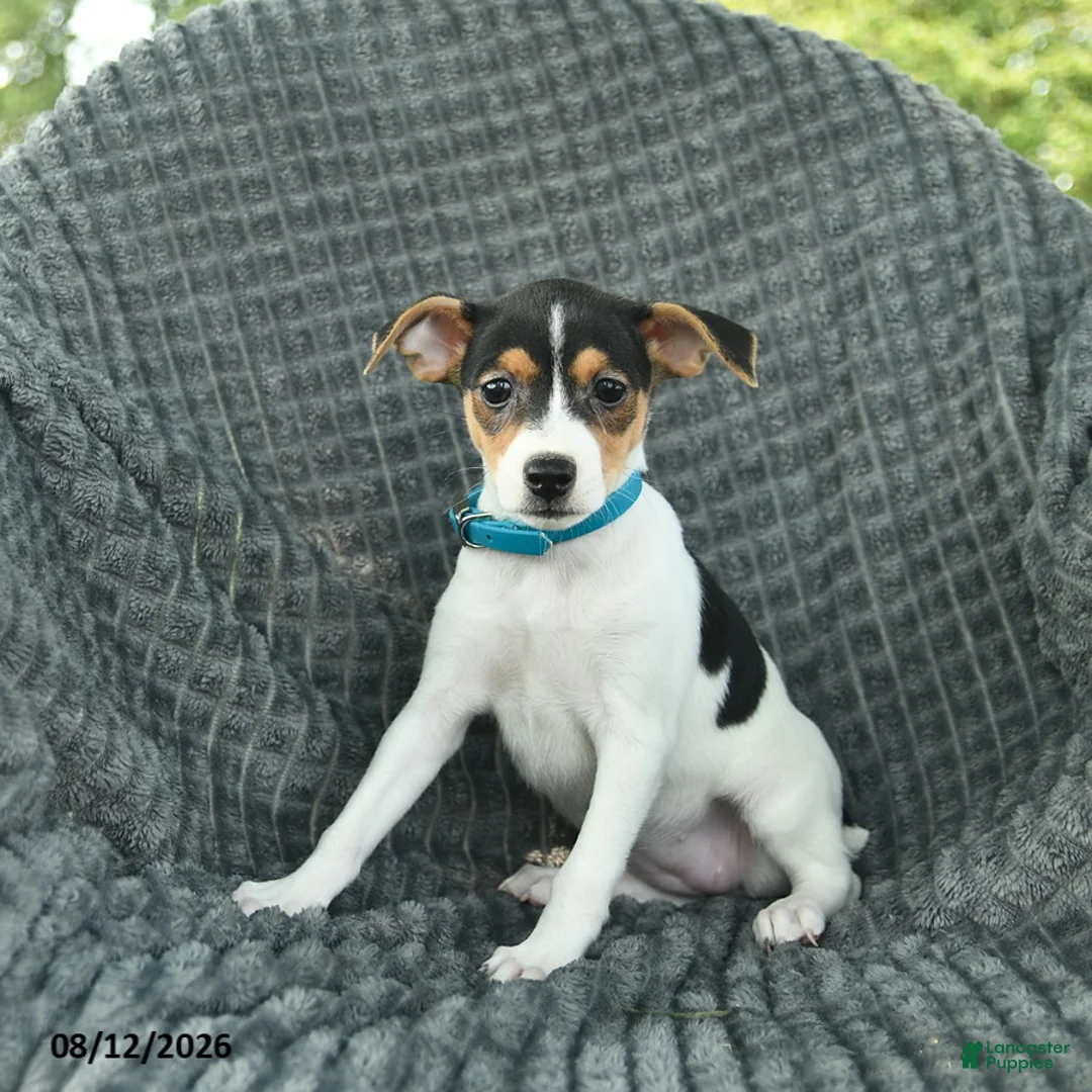 Smooth Fox Terrier dogs for sale: Daisy  - Ad 3