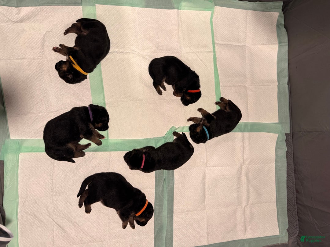 German Shepherd dogs for sale: German Shepherd Puppy 6 - Ad 5