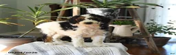 Standard Poodle dogs for sale: Dundee - Ad 2