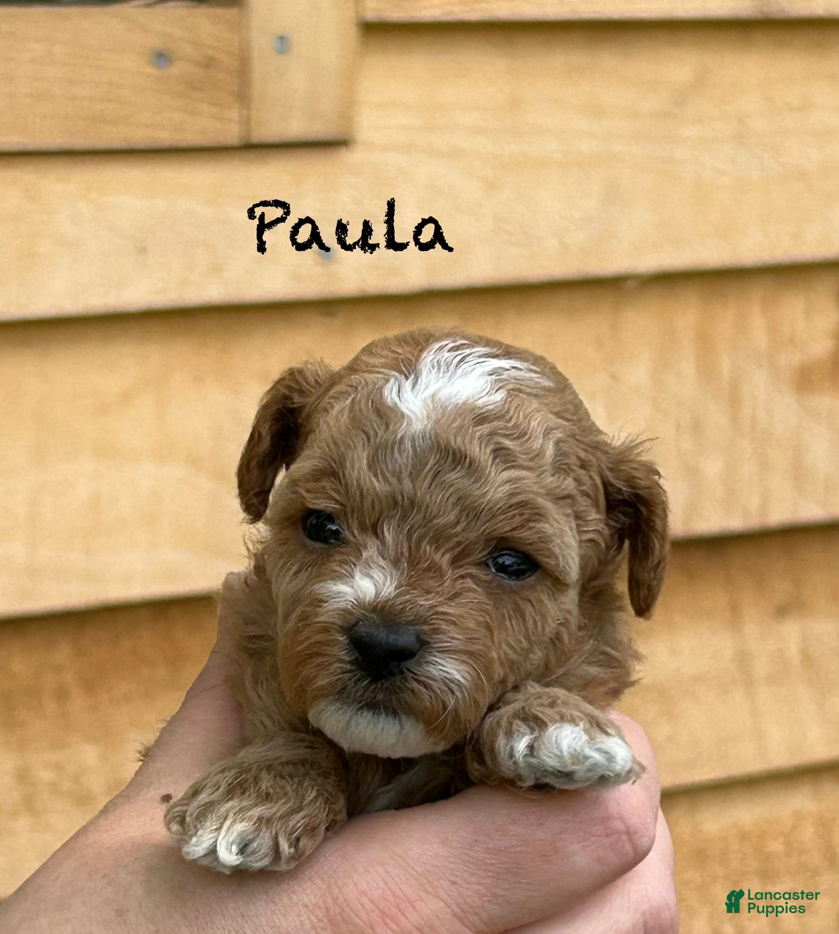 Toy Poodle dogs Paula - Ad 15