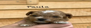 Paula