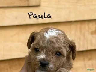 Toy Poodle dogs Paula - Ad 15