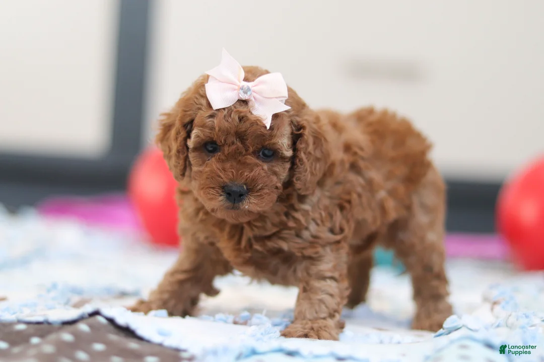 Cavapoo dogs for sale: Lulu - Ad 3
