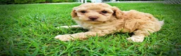 Havapoo dogs for sale: Ajax--SUMMER SALE!! $100 off listed price!!  - Ad 11