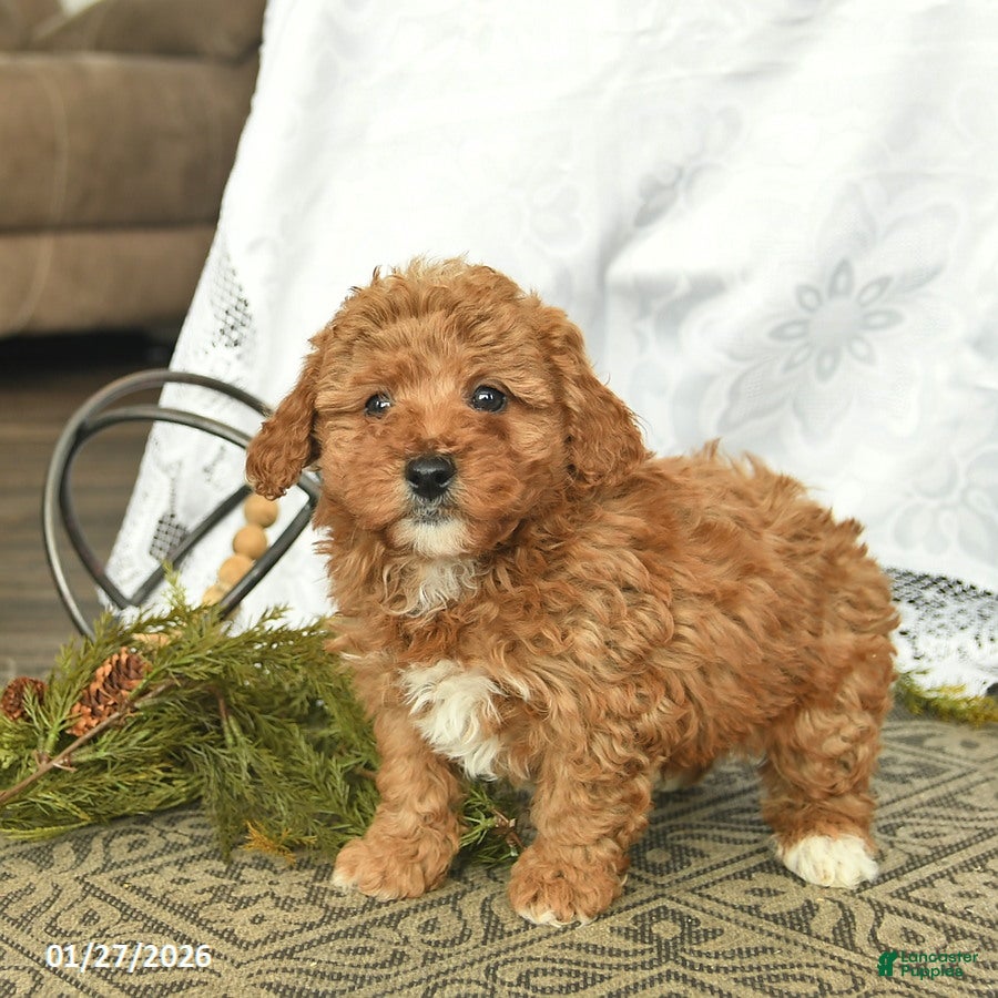 Miniature Poodle dogs Cash  - Ad 1