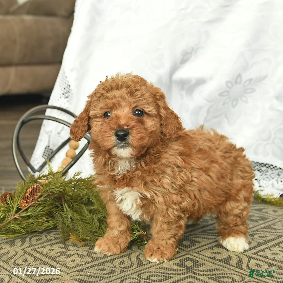 Miniature Poodle dogs for sale: Cash  - Ad 3