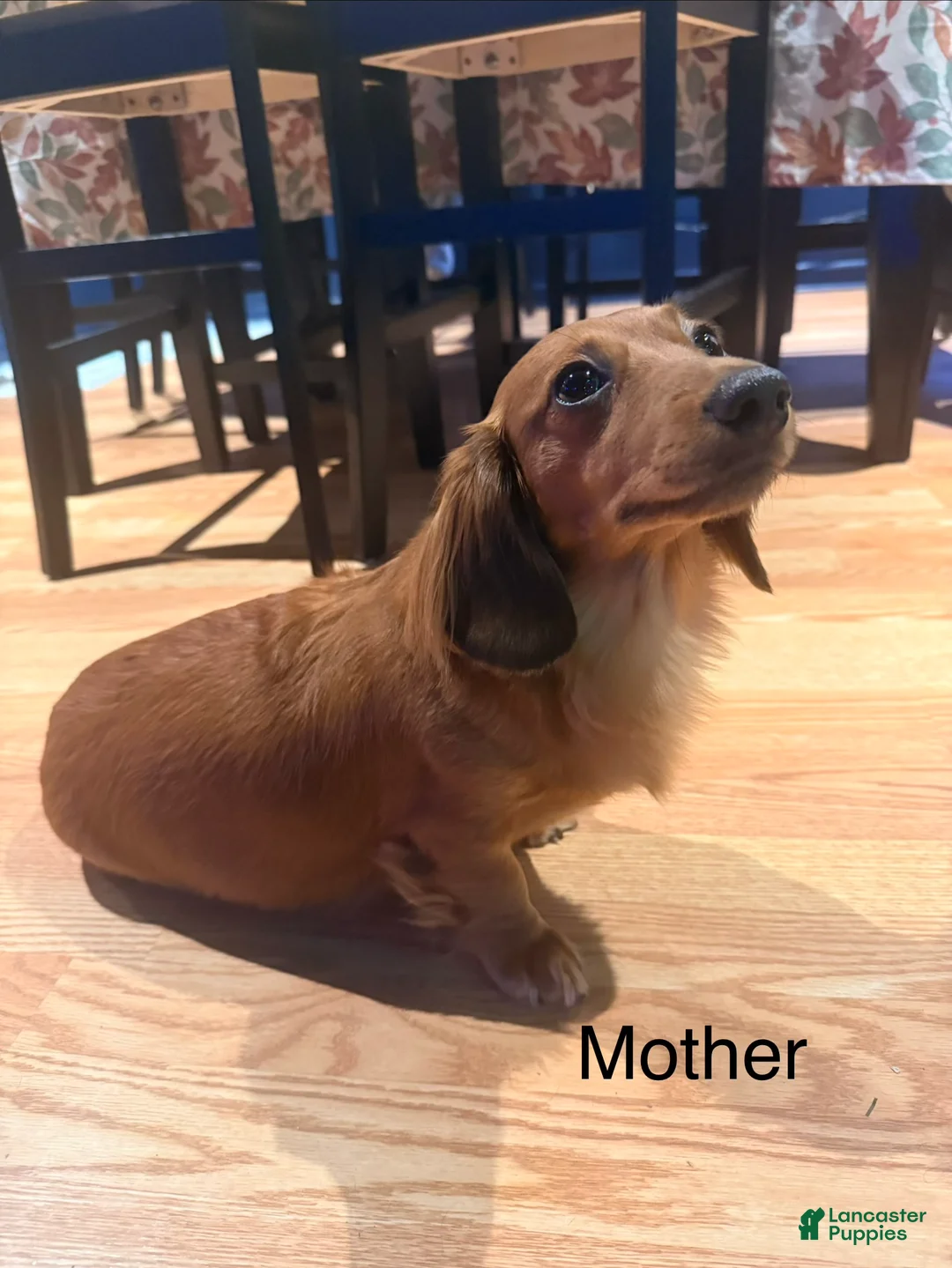 Miniature Dachshund dogs for sale: Candy - Ad 4