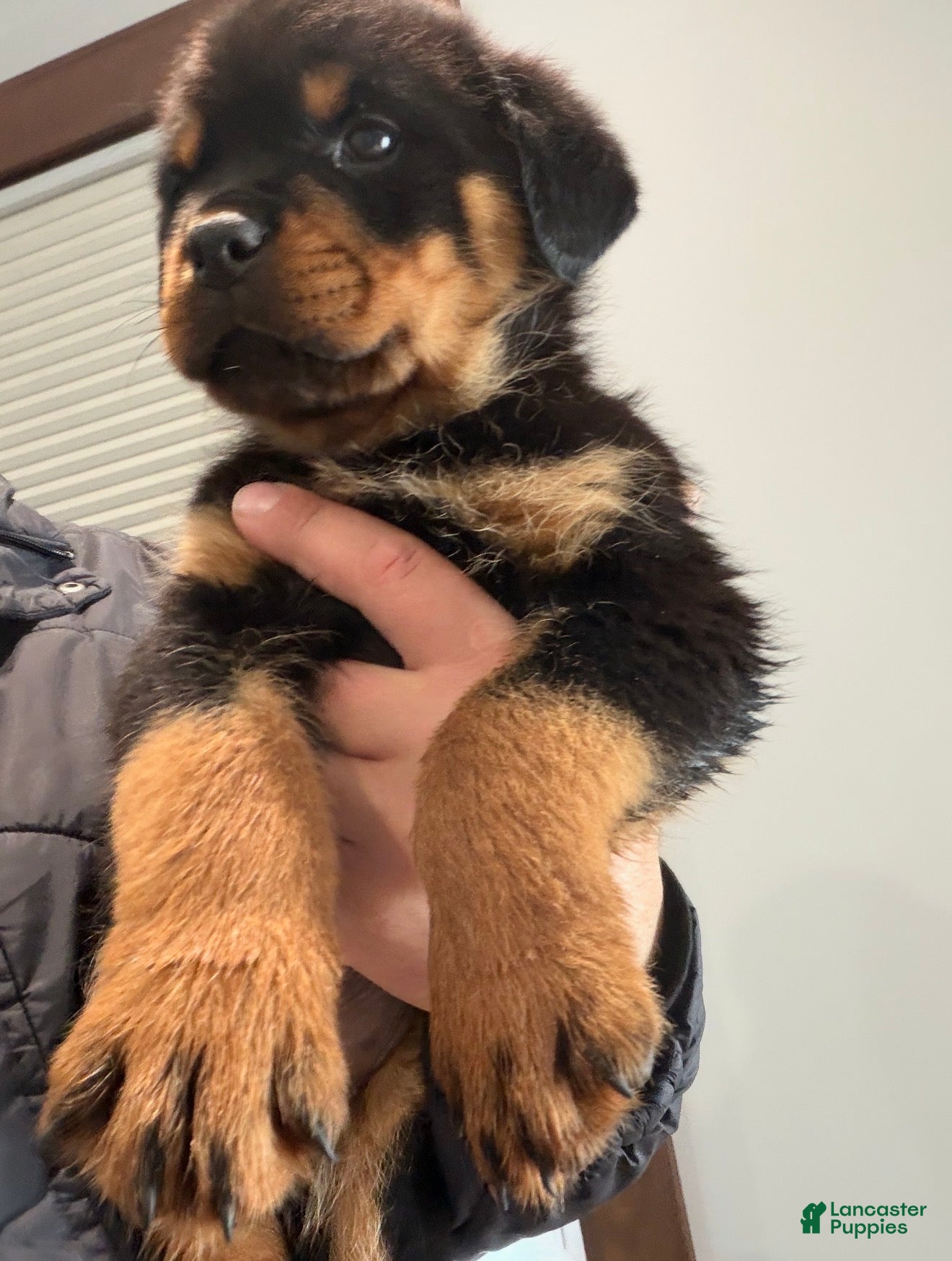 Rottweiler dogs Rottweiler Puppy 2 - Ad 2