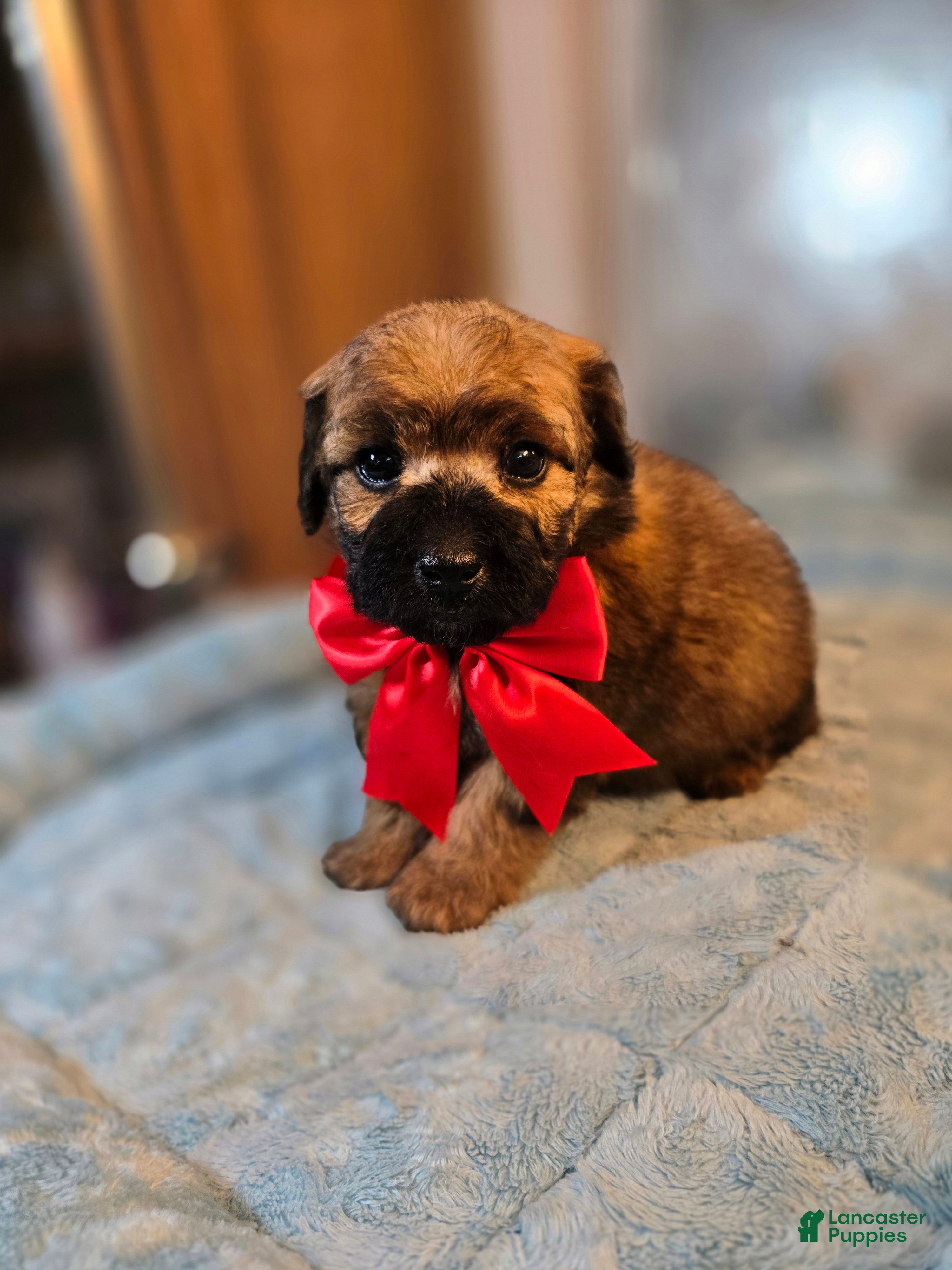 Miniature Poodle dogs Donner - Ad 2