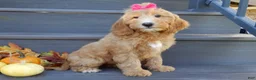 Mini Goldendoodle dogs for sale: Ginger - Ad 4