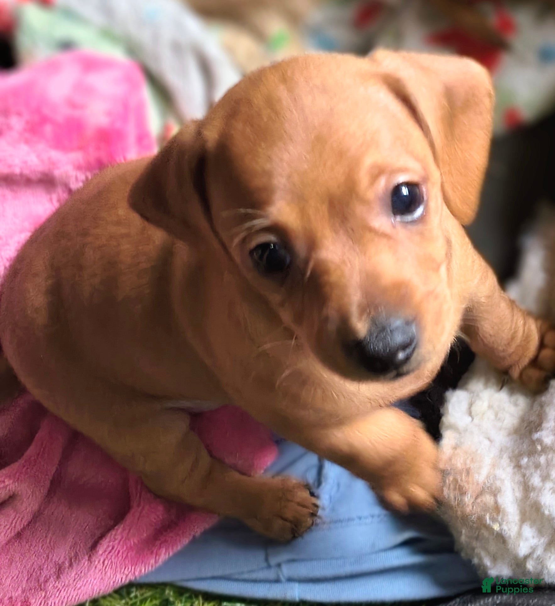 Miniature Dachshund dogs Beauty  - Ad 1