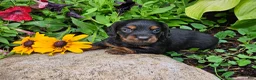 Miniature Dachshund dogs for sale: Benson - Ad 1
