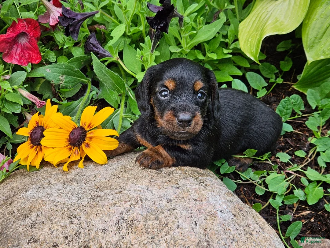 Miniature Dachshund dogs for sale: Benson - Ad 1