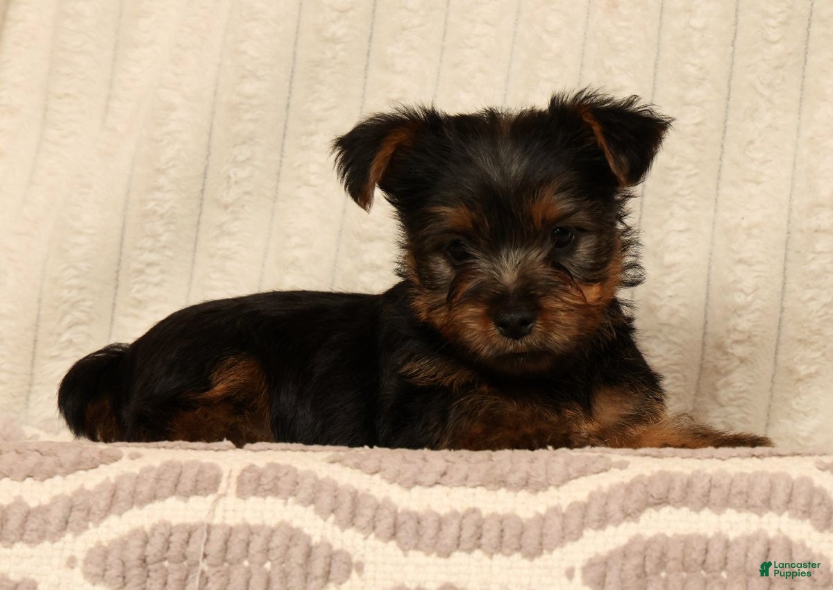 Yorkshire Terrier dogs Lonnie - Ad 1