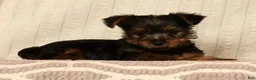 Yorkshire Terrier dogs for sale: Lonnie - Ad 1