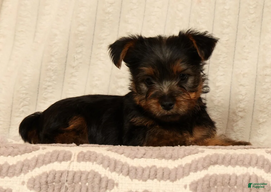 Yorkshire Terrier dogs for sale: Lonnie - Ad 1