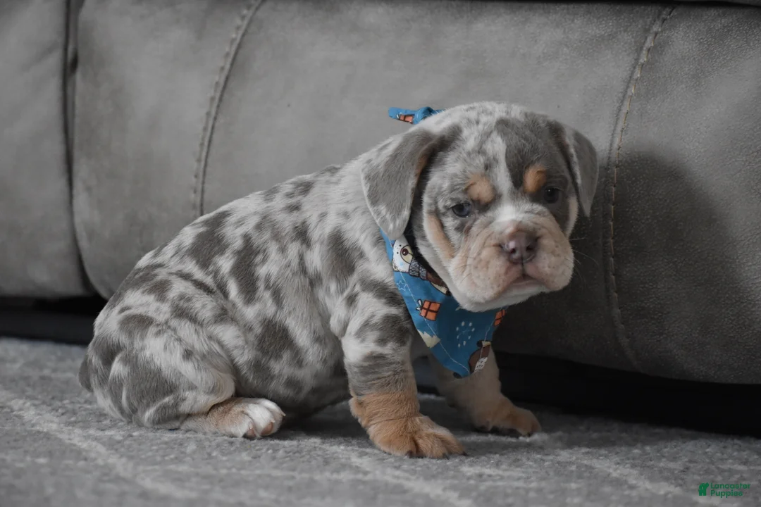 Beabull dogs for sale: Foster - Ad 7