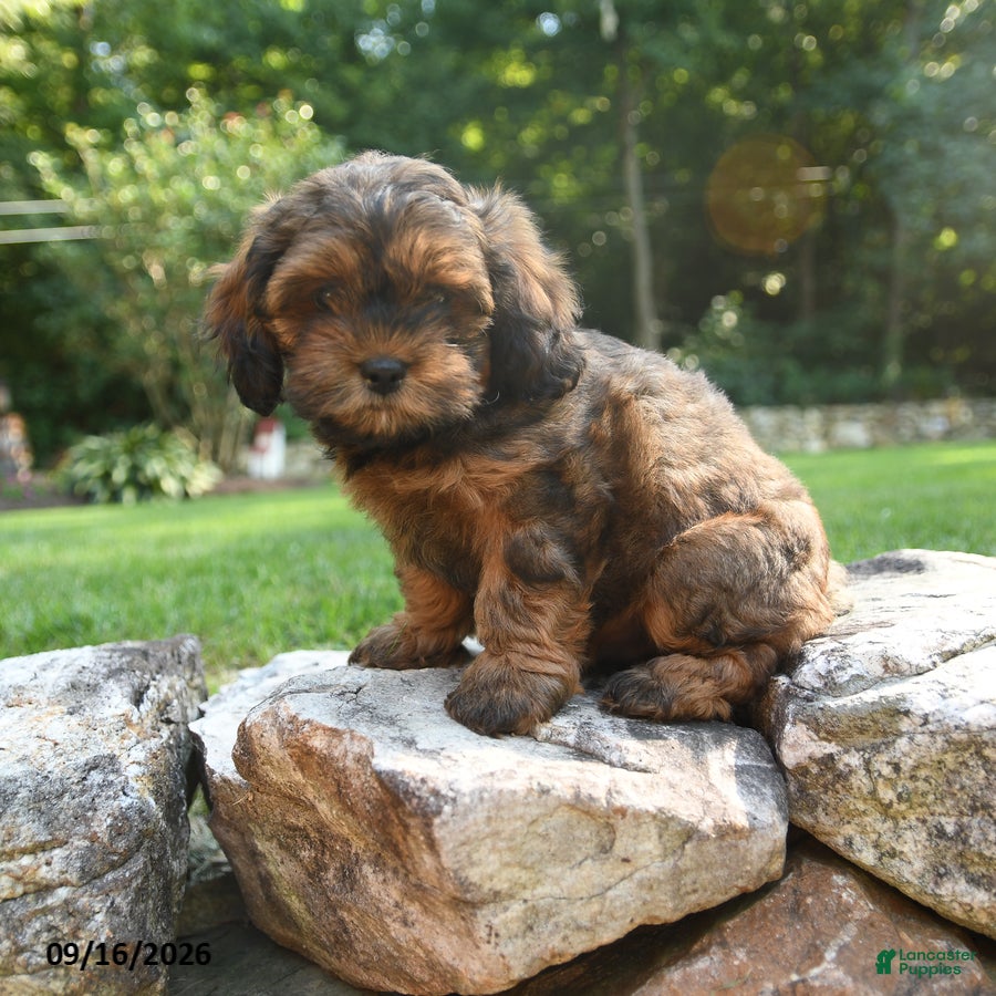 Shihpoo dogs for sale: Axle - Ad 1