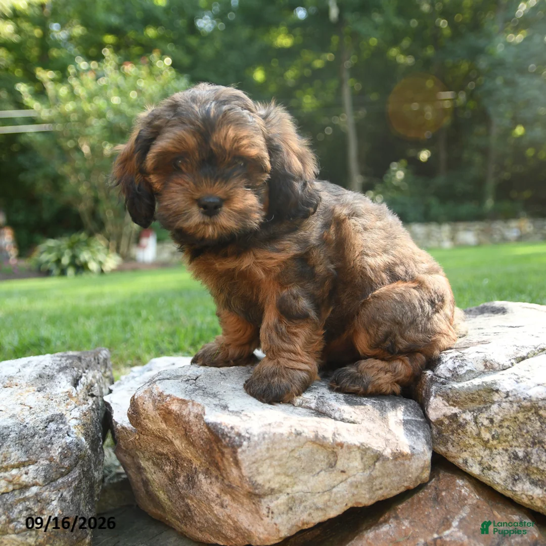 Shihpoo dogs for sale: Axle - Ad 1