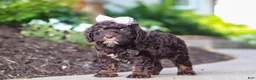 Cockapoo dogs for sale: Faye - Ad 3