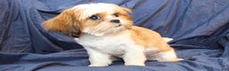 Shih Tzu dogs for sale: Tyler - Ad 2