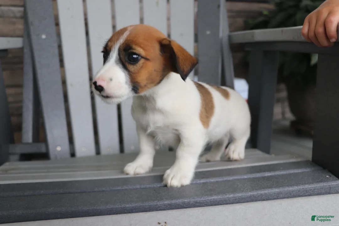 Jack Russell Terrier dogs for sale: Rosie - Ad 2
