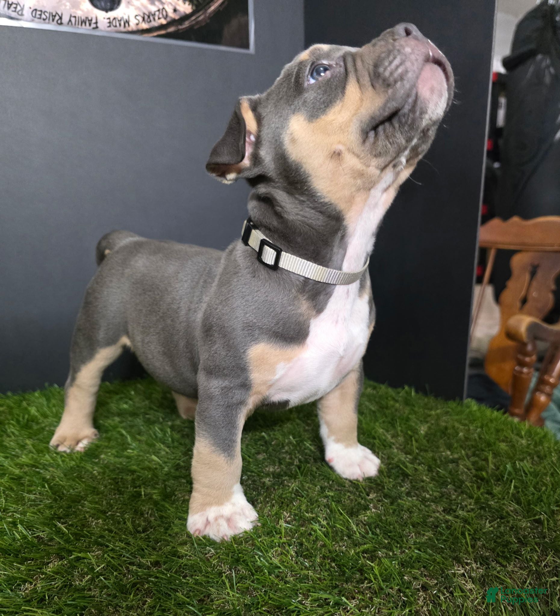 American Bully dogs American Bully 5 - Ad 21