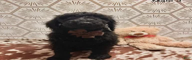 Goldendoodle 3