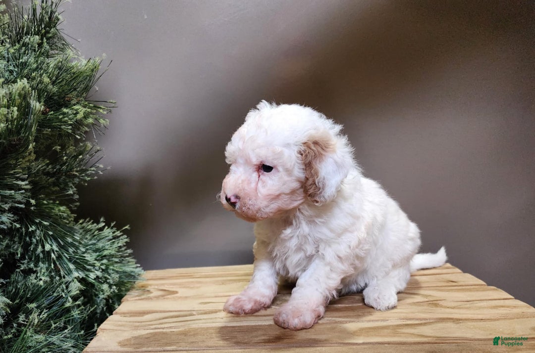 Mini Bernedoodle dogs for sale: Rudolph - Ad 3