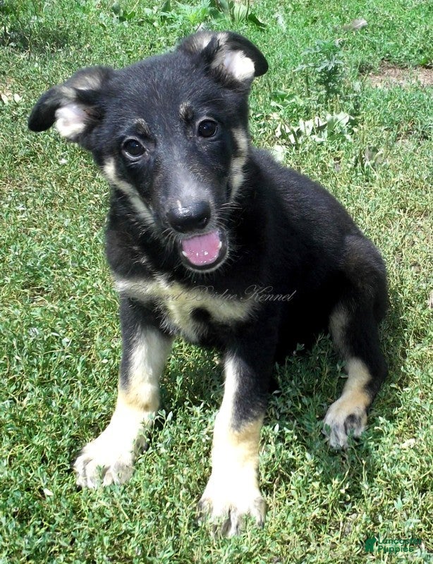 German Shepherd dogs Diva - Ad 10