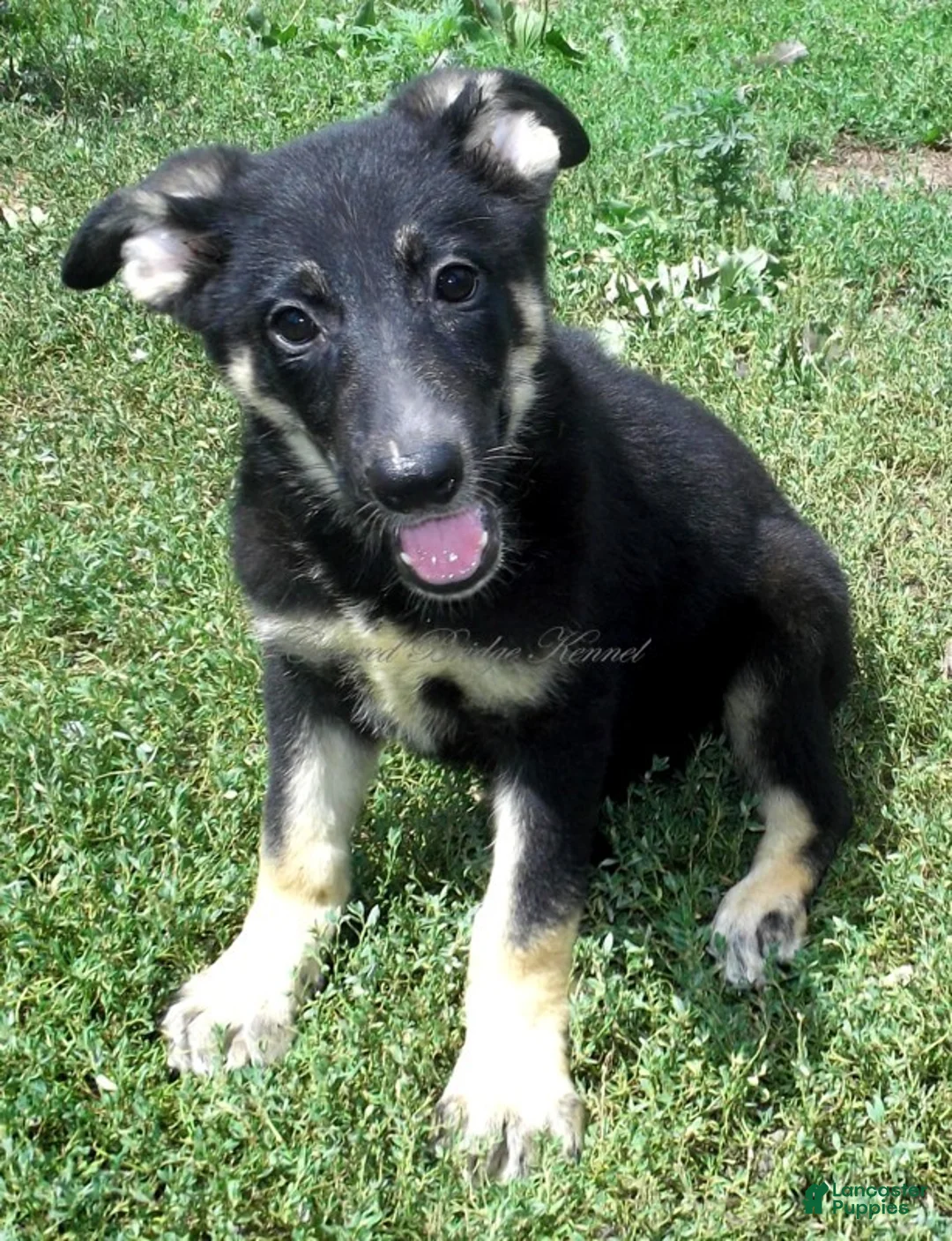 German Shepherd dogs for sale: Diva - Ad 1