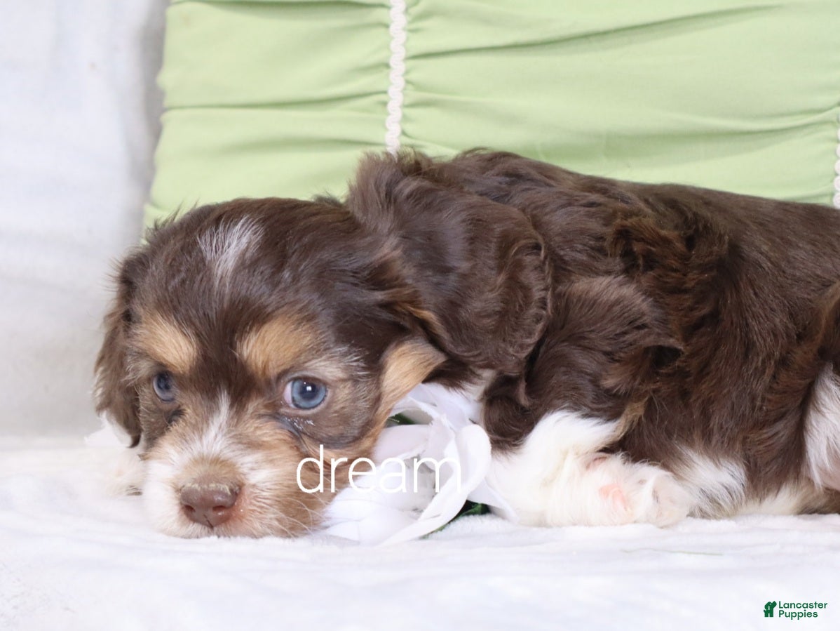 Cavapoo dogs Anchor - Ad 2