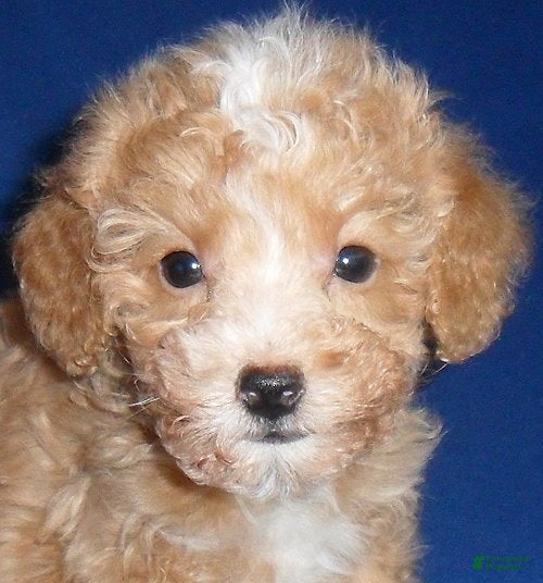 Miniature Poodle dogs Peanut - Ad 2
